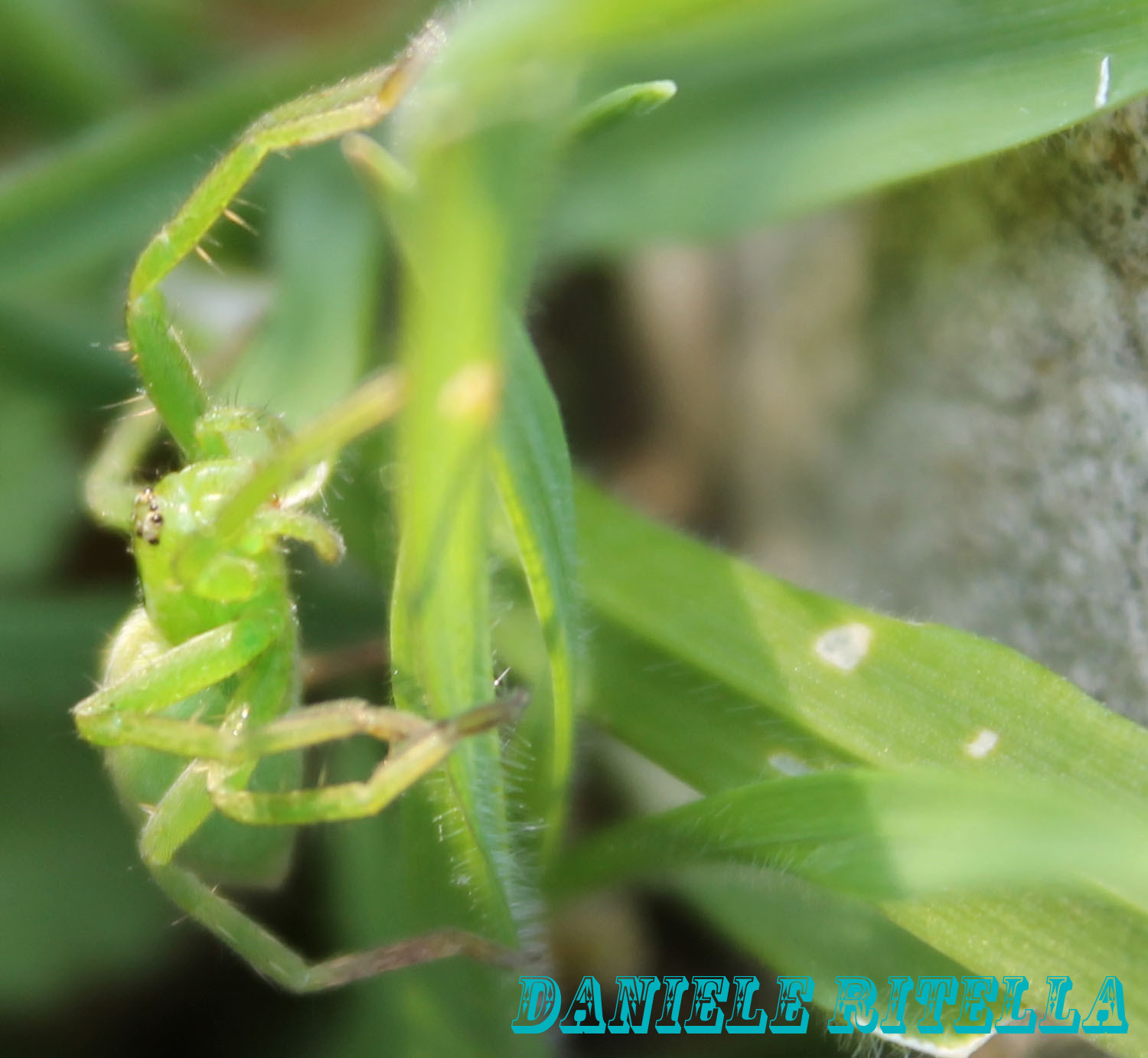 Micrommata ligurina